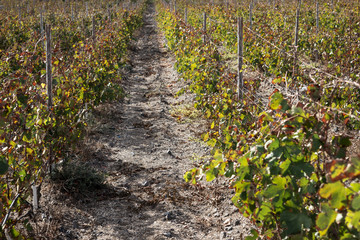 Wine field with wine plants on Santorini Island