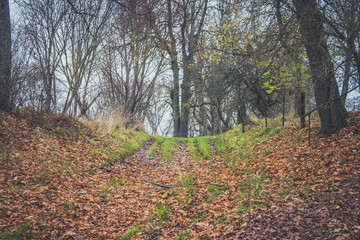 A path between the trees.