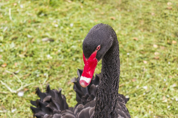 Black swan on the grass.