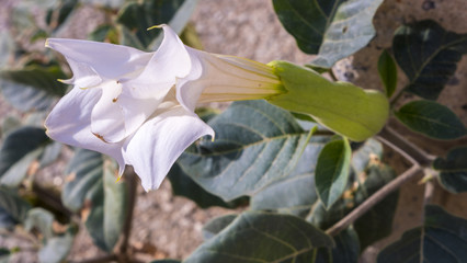 datura © TOMASZ