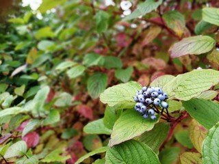 Куст с синими ягодками осенью
