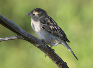 Female Sind Sparrow Sitting on Branch