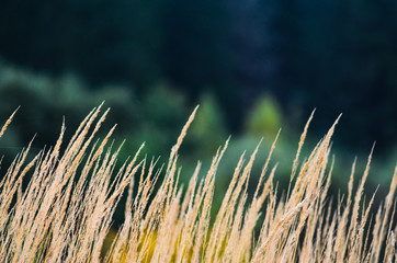 Autumn landscape from the dry stalks of tall grass and tree branches in the background © v_sot