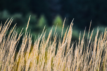 Autumn landscape from the dry stalks of tall grass and tree branches in the background © v_sot