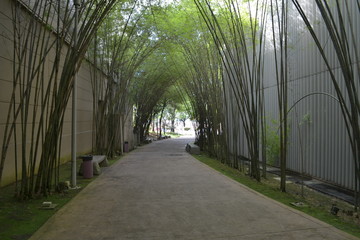 Scenery of pathway under bamboo tree