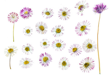 summer flowers isolated