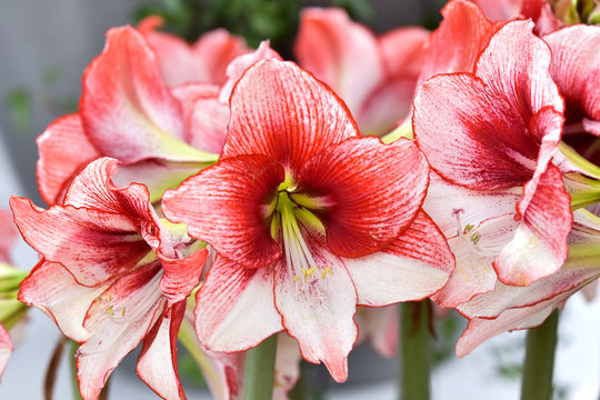 Growing Amaryllis.Beautiful red white hippeastrum, amaryllis flowers in the garden.A beautiful bouquet of flowers.Dutch flowers.Beautiful composition.