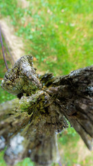 Verrottetes Holz