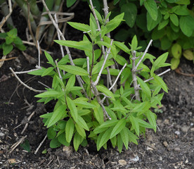 Zitronenverbene im Kraeuterbeet