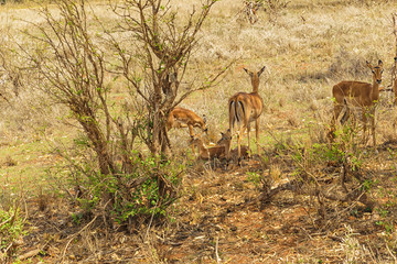 Family of Thomson Gazelle