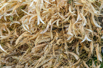 Drying Sheaves of Beans. Husks of Sheaf Background