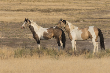 Obraz premium Pair of Wild horses