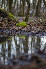 Fototapeta premium Forest Crocus sativus