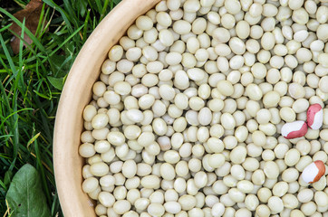 White Kidney Beans. Background of Fresh White Kidney Beans.