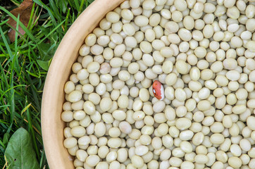 White Kidney Beans. Background of Fresh White Kidney Beans.