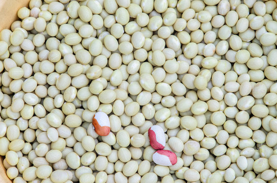 White Kidney Beans. Background of Fresh White Kidney Beans.