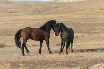Fototapeta na wymiar Pair of Wild horses