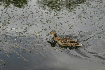 Duck swimming in the blue lake