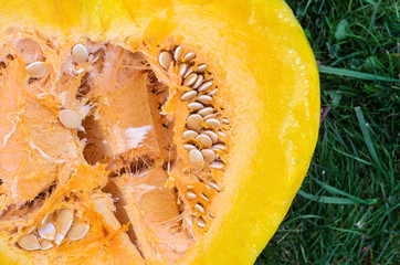 Sliced Pumpkin on the Green Grass, Close-up
