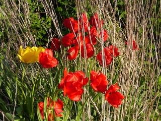 Farm garden - Bauerngarten - spring flowers - Fr&uuml;hlingsblumen - in Krummh&ouml;rn Ostfriesland North Sea Nordsee ... :-)