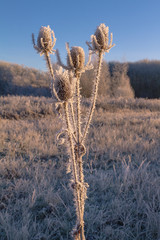 Early Morning Winter Frost On An Dry Plant Krefeld / NRW