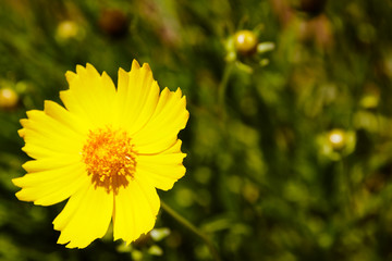Namakwaland flowers