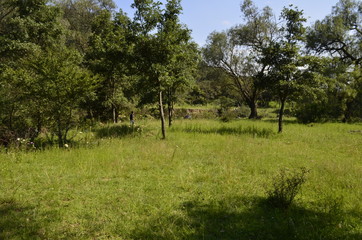 campo