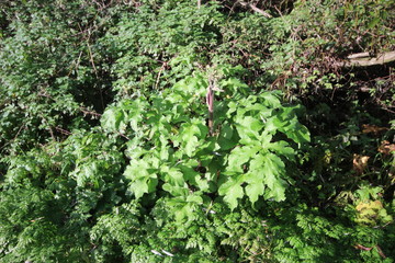 Big toxic hogweed plant in forrest in Oud Verlaat, Netherlands