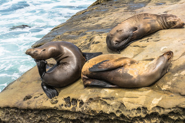 Sea lions on the rocks, La Jolla, California