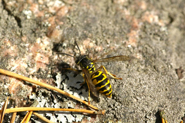 Wasp
