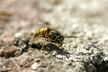 Wasp