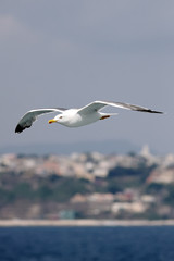 Gull in flight 8