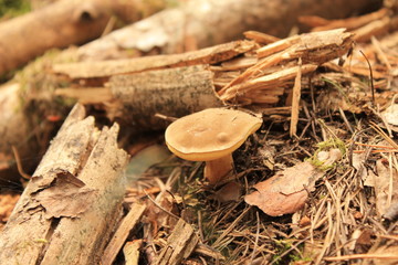 Waldpilz - Pilz im Wald