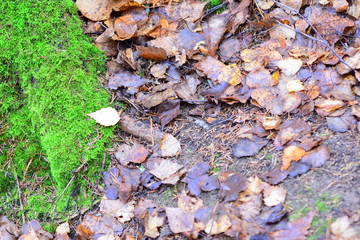 Autumn: moss and withered leaves.