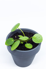 Pilea peperomioides, money plant, baby. Isolated plant in ceramic pot. White background.