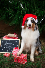 Australian shepherd in red santa hat posing under the christmas tree with wrapped gift boxes and black chalk board with inscription: Merry Christmas! New year 2018 symbol concept.