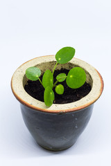 Pilea peperomioides, money plant, baby. Isolated plant in ceramic pot. White background.