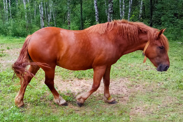 Fototapeta premium wypas koni na łące w pobliżu lasu
