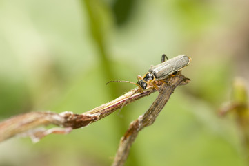 Cantharis nigricans)