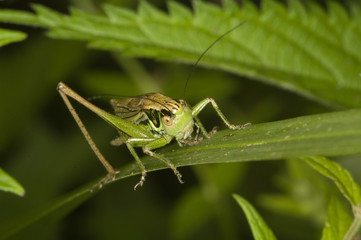 Grasshopper