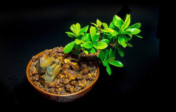 Small tree in the ceramic pot on black background