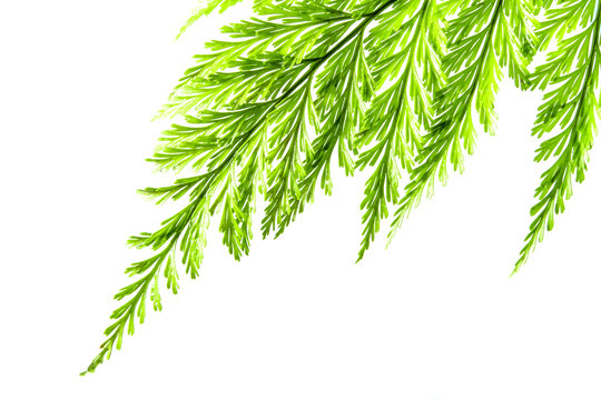 Freshness Green leaf of Fern on white background