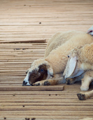 Fototapeta premium sheep in corral
