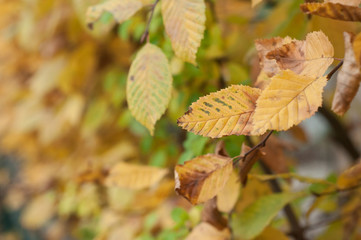 Fototapeta na wymiar détail feuilles de charme en automne