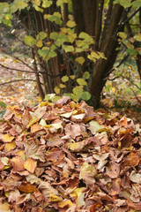 Mucchio di foglie secche raccolte in autunno in giardino