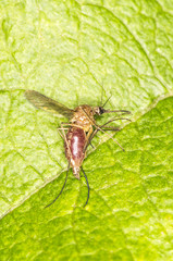 Mosquito