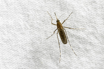 Mosquito