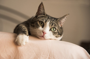 Fototapeta premium adorable home cat comfortably lying on the bed