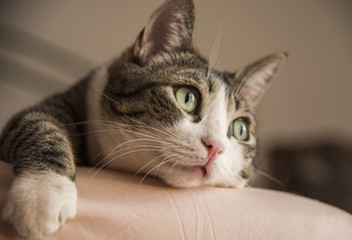 adorable home cat comfortably lying on the bed