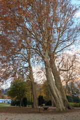 platano secolare in autunno, nel parco di villa Erba a Cernobbio